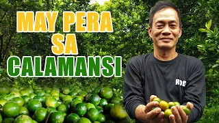 AMAZING CALAMANSI FARMING | MAY PERA SA CALAMANSI: A SUCCESS STORY OF MR. RODRIGO MERCADO