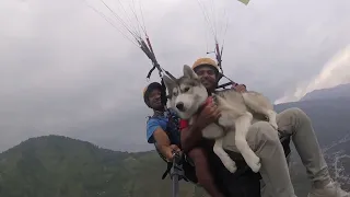 Siberian Husky goes paragliding with owner in Manali