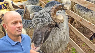 Najveći ovan pobijedio danas na Vlašiću i krava koja daje mlijeka čak...