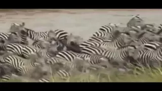 Most Amazing Wild Animal Attacks|Animals in The World|Crocodile Attacks Zebra - Top Craziest Animal