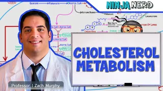 Metabolism | Cholesterol Metabolism