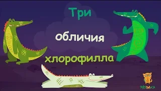 Опыты с хлорофиллом 2