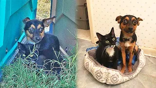 Stray Dog Protected The Kitten Until They Were Rescued Together