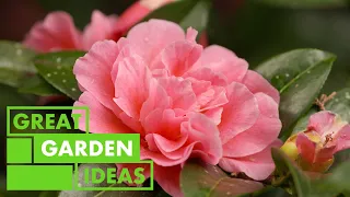 Winter Colour in the Garden | GARDEN | Great Home Ideas