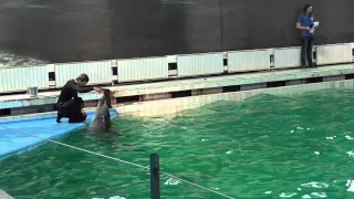 поющие дельфины (дельфинарий Санкт-Петербург)