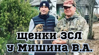 Купили щенков ЗСЛ у Мишина В.А. в Удмуртском питомнике.