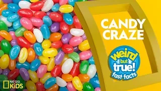 Candy Craze | Weird But True!—Fast Facts