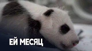 Детёныш панды в Московском зоопарке здоров и быстро растёт‌