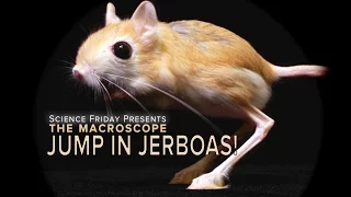 Jump In Jerboas