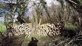 Coppicing for firewood and biodiversity: Restoring derelict hazel in a Dorset ancient woodland 2.