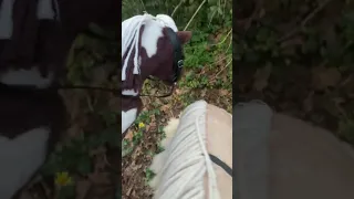 Sleepover hack with truffle and my friends pony  #horse #lemieux #horsey #rp #equestrian #horseplay