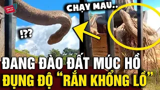 Đang đào đất múc hồ, người thợ 'KINH HỒN BẠT VÍA' đụng độ con rắn khủng 'CHƯA TỪNG THẤY' | Động Tiin