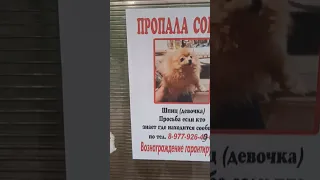 нашел пропавшую собаку