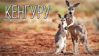 Kangaroo: "Spring bag" from Australia | Interesting facts about kangaroos