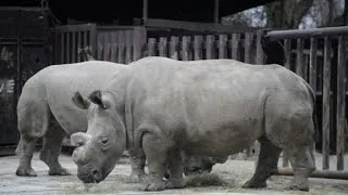 Only four Northern White Rhinos are left on earth