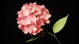 ABC TV | How To Make Hydrangea Paper Flower From Shape Punch - Craft Tutorial