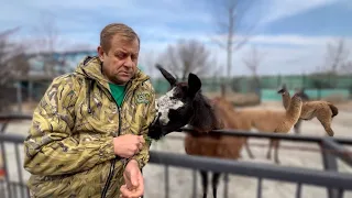 Олег Зубков о том, сколько НУЖНО ДЕНЕГ зоопарку и каких животных мы привезли с Донбаса?