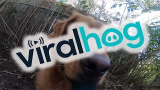 Dog Runs Around Yard With Camera || ViralHog