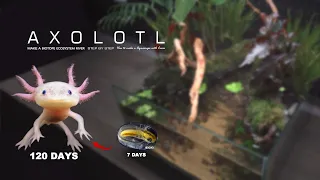 Hundreds of newly born Axolotl babies are placed together?It Happened!