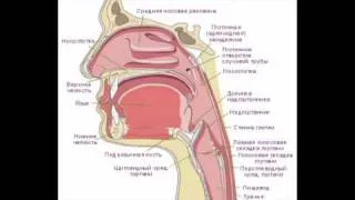 Ногу Свело - Для студентов медицинских ВУЗов