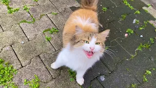 Cute and Beautiful street Cats. They are very hungry. 😥