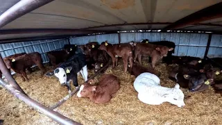 Calving, Checking Calves Health and Feeding.