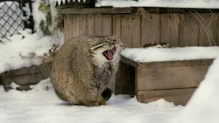 If a Pallas's cat puts his paws on his tail it's freezing outside (landscape version)