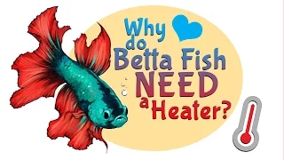 Why do Betta Fish NEED a heater for their tank or bowl ?