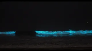 Bioluminescence in the South Bay, April 24, 2020