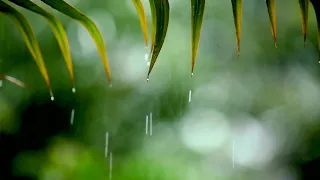 Relaxing Music & Soft Rain Sounds  😍 Peaceful Piano Music for Sleep & Relaxation