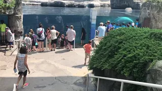 Mystic Aquarium 2019: Beluga whales, penguins, sea lions!