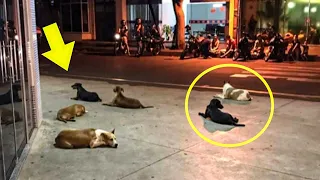 Doctors Shocked By The Dogs Sitting At The Hospital Door, Broke Down in Tears When She Discovered...