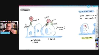 Epstein Barr Virus (EBV) - Long COVID