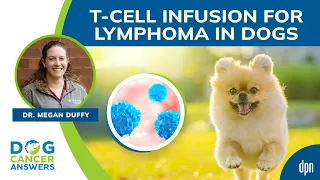 T Cell Infusion for Lymphoma in Dogs | Dr. Megan Duffy