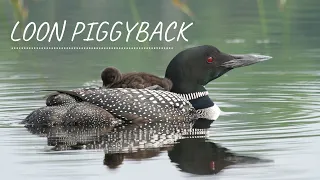 Common Loon Parent and Baby Chick (Piggy Back Fun!)