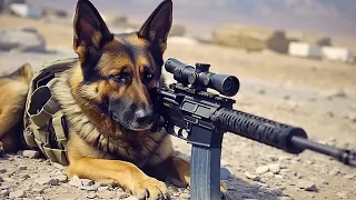 20 Best Trained & Disciplined Dogs in the World