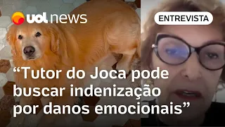 Cachorro morre em voo: Gol pode ser responsabilizada por negligência, diz advogada