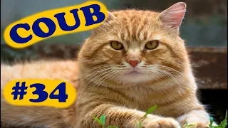 COUB COMPILATION #34 | [18+] | ноябрь 2019 (10 минут)