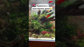 Креветка в просторном доме