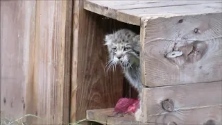 Манулы и малыши манулов 28.07.2020