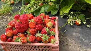 Вино з полуниці 🍓