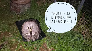 The Owl Yoll thinks less about eggs. The Owl Kofi - don't say hello to anyone!