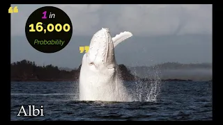 Rarest Animal Mutant - Probability Comparison | Rarest Animals on the Earth