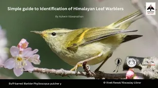 Bird ID Webinar: Guide to Himalayan Leaf Warblers