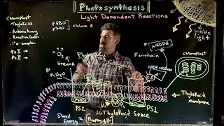 Photosynthesis 3: Light Dependent Reactions