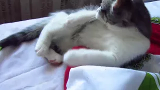 Kitten woke up and purrs loudly on my father's bed clip14