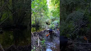 Down On My Knees Talking To The Beavers!😅 Beaver Dam Removal! #shorts