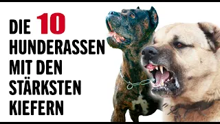 Die 10 Stärksten Hunderassen der Welt | Tierwelt