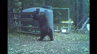 bear gets hit in the nuts for messing with a bungee cord