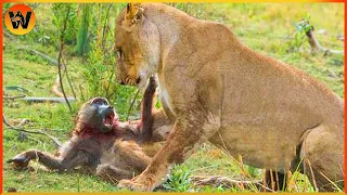 15 Crazy Moments! Lion Family's Big Mistake in Baboon Territory | Animal World